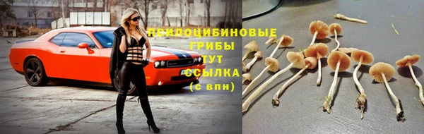 стаф Абаза